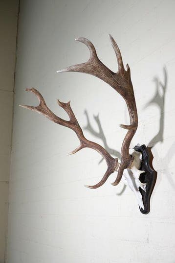 Trophée du cerf dama Crâne - Dama dama - 45 cm - 63 cm - 55, Collections