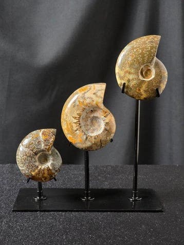 Ammoniet - Gefossiliseerd dier - 3 Ammonite Fossils on, Collections