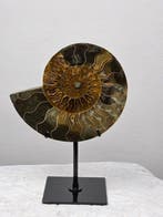 Ammoniet - Gefossiliseerd dier - Aioloceras (Cleoniceras), Verzamelen