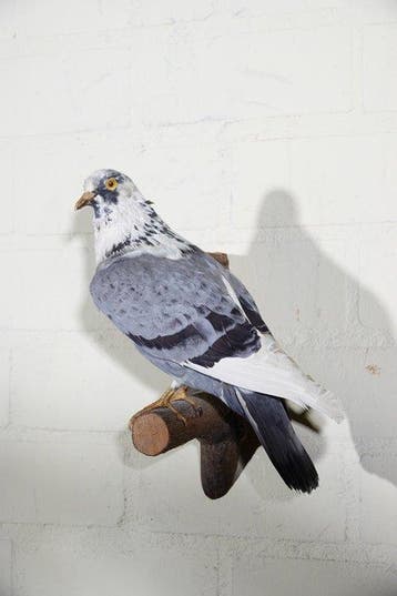 Duif Taxidermie volledige montage - colombiformes - 24 cm -, Nieuw