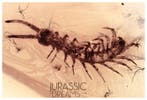 Top zeldzame duizendpoot Lithobiidae fossiele inclusie echte