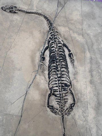 Fossiel reptiel: Keichousaurus – zeldzaam getuigenis uit het