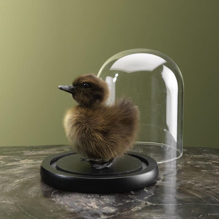 Bruin Eendje in Stolp Taxidermie Opgezette Dieren By Max, Verzamelen, Dierenverzamelingen, Opgezet dier, Nieuw, Vogel, Ophalen of Verzenden