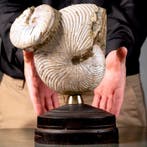 Zeldzame iriserende glans op de schelp - Kunstzinnige basis, Verzamelen, Mineralen en Fossielen