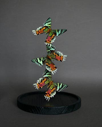 Vlinder Taxidermie volledige montage - Urania ripheus - 28, Nieuw