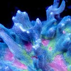 Pectinia Red Center (Red Eye) Frag (Ong. 2-3 cm), Animaux & Accessoires, Poissons | Poissons d'aquarium