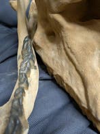 Fossiele schedel - Arsinoitherium - Museum-Grade Replica -