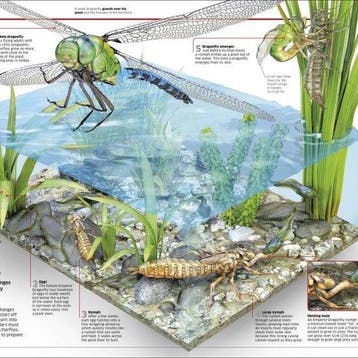 Knowledge Encyclopedia Science! 9780241317815 Dk, Verzenden, Zo goed als nieuw, Dk