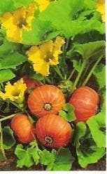 Amazonka buttercup Oranje pompoen basiseenheid, Nieuw