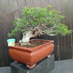 Jeneverbes bonsai (Juniperus) - Hoogte (boom): 26 cm -