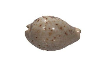 Rare splendeur : Cypraea pantherina WHITE (67mm) en qualité