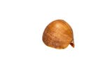 Indiaanse voluut of bailer schelp Skelet - Melo melo - 0 mm, Nieuw