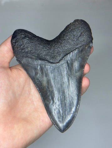 Megalodon - Fossiele tand - Otodus Megalodon - 13.5 cm