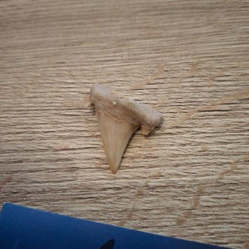 Otodus Obliquus - Fossiele tand - Authentieke Otodus, Verzamelen