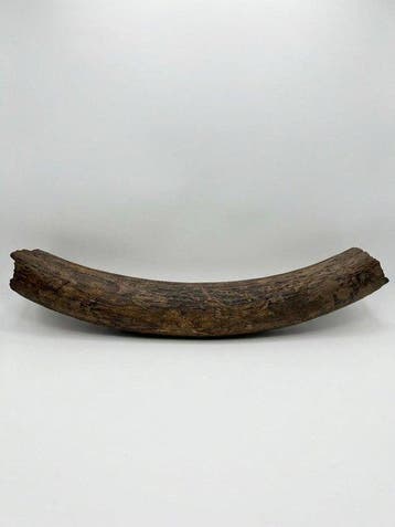 mammoet - Gefossiliseerde slagtand - Mammuthus meridionalis