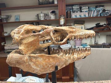 Squelette fossile - Halisaurus - 57 cm - 45 cm, Collections