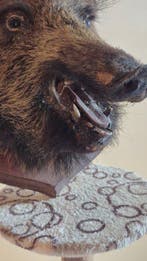Sanglier Support de corps entier pour taxidermie - Sus