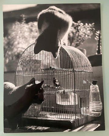 Jean RIBIERE (1922-1989) - Les oiseaux et le chat, Antiquités & Art, Art | Peinture | Moderne