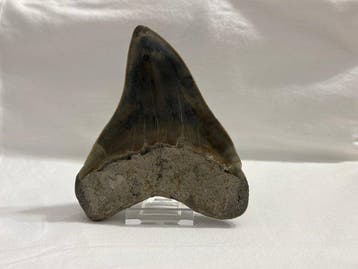 Megalodon - Fossiele tanden - 12 cm - 10.5 cm, Verzamelen