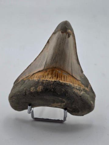Megalodon - Fossiele tand - 7.5 cm (Zonder minimumprijs)