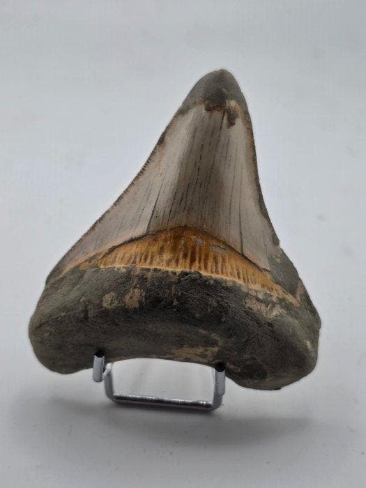 Megalodon - Fossiele tand - 7.5 cm (Zonder minimumprijs), Verzamelen, Mineralen en Fossielen