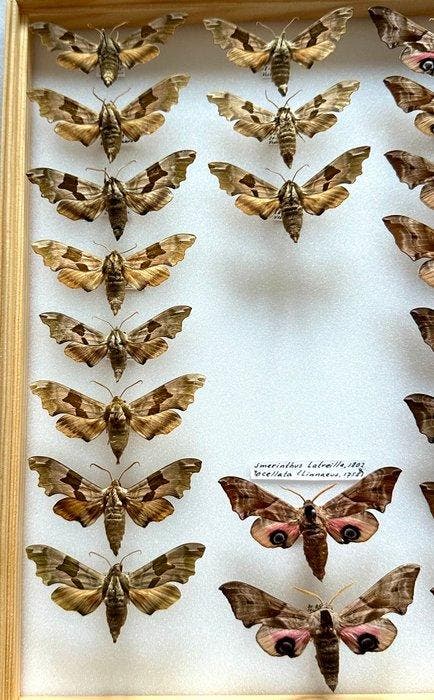 Historische entomologie vitrinebak met 35x Pijlstaarten., Collections, Collections Animaux