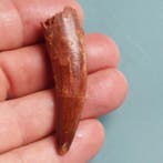 Dinosaurus - Fossiele tand - Spinosaurus aegyptiacus - 62 mm, Verzamelen