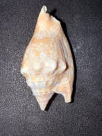 Zeeslak Zeeschelp - S-184 STROMBUS BULLA (Zonder, Nieuw