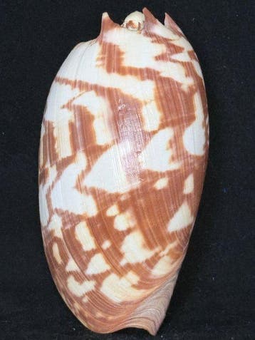 Zeeslak Zeeschelp - S-322 MELO AMPHORA (Zonder minimumprijs), Verzamelen, Nieuw