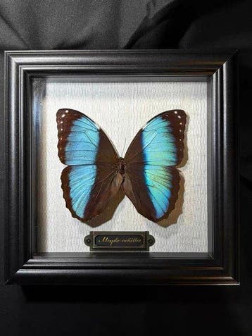 Morpho achilles Taxidermie wandmontage - Morpho achilles - 0, Nieuw