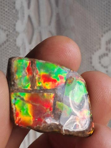 Ammolite - Fragment fossilisé - Placenticeras - 4.1 cm - 3