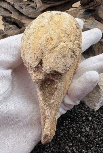 Reptile marin - Os de vertèbre fossilisé - Mosasaurus sp. -