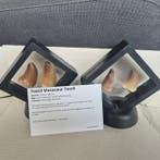 Dinosaure Dent - Mosasaurus - 11 cm - 5 cm - 11 cm - (4)