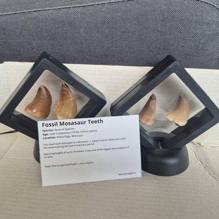 Dinosaure Dent - Mosasaurus - 11 cm - 5 cm - 11 cm - (4), Antiquités & Art, Curiosités & Brocante