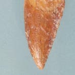 Dinosaurus - Fossiele tand - Abelisaurus - 28 mm - 14 mm