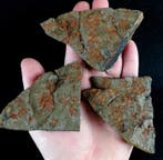 Primitieve echinoderm - Stylophora!!! - Gefossiliseerd dier
