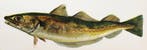 Aflalo / Marston - British Salt-Water Fishes - 1904