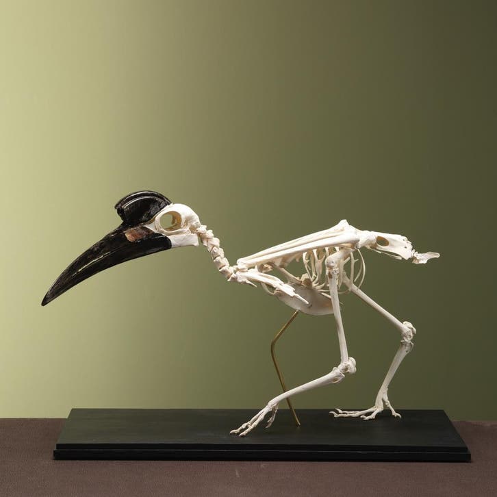 Noordelijke Hoornraaf Skelet, Collections, Collections Animaux, Enlèvement ou Envoi