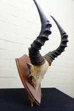 Hartebeest skull Schedel - Alcelaphus buselaphus - 35 cm -, Nieuw