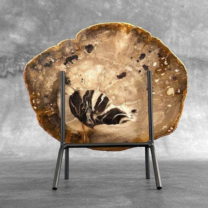 Prachtige plak versteend hout op een op maat gemaakte, Antiquités & Art, Art | Objets design