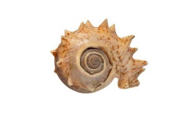 Melongena corona 130 mm GEM | Escargot couronné géant