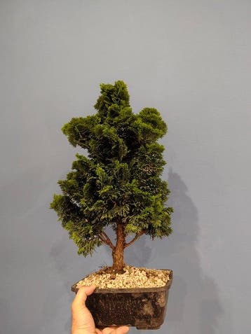 Hinoki cipres bonsai (Chamaecyparis obtusa) - Hoogte (boom):