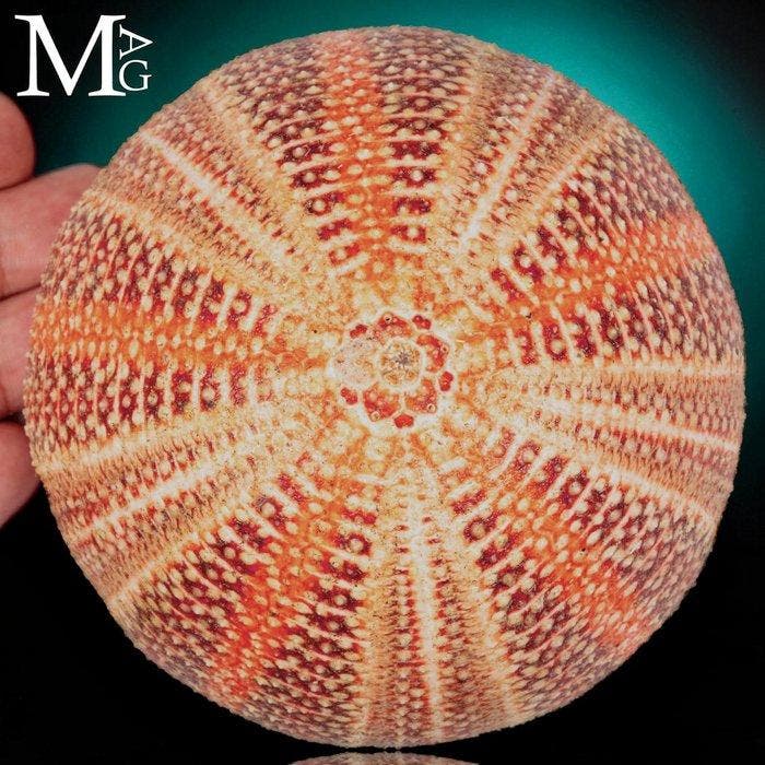 Grote gewone zee-egel - Diepe natuurlijke kleuren - Echinus, Verzamelen, Mineralen en Fossielen