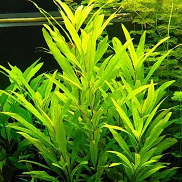 Hygrophila corymbosa Siamensis 53B Thailand In Vitro, Verzenden, Nieuw