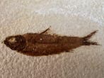 Knightia eocaena – Groene Rivier-fossielvis - Fossiele