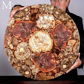 Trias-versteend Araucaria-hout met rijke rode en aardse
