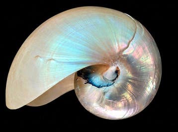 Gastéropode Coquillage marin - NAUTILIUS POMPILUS, Antiek en Kunst