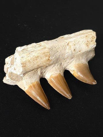 Mosasaurus - Fossiele tand - 9.5 cm (Zonder minimumprijs)