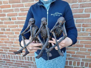 Beeld, 3 Skeletons Hear, See & Speak No Evil - 22 cm - Hars