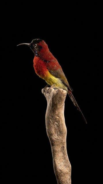 Kolibrie Taxidermie volledige montage - Aethopyga gouldiae -